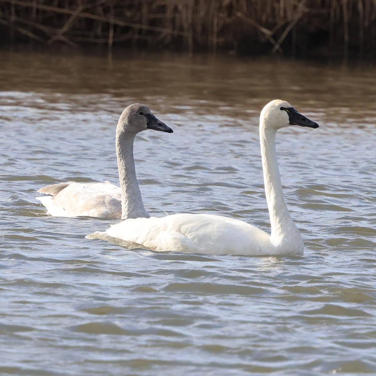 小天鵝 - ML647868399