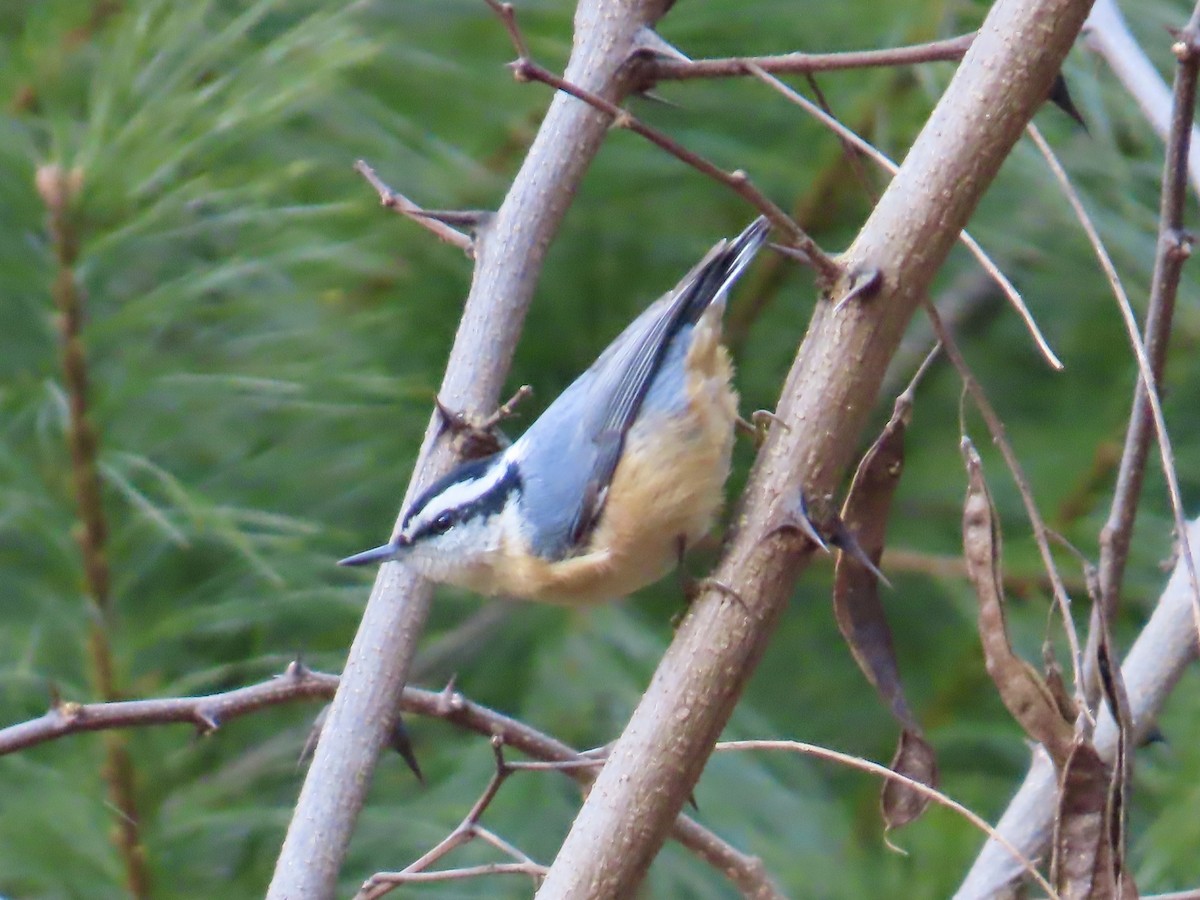 Red-breasted Nuthatch - ML647868401
