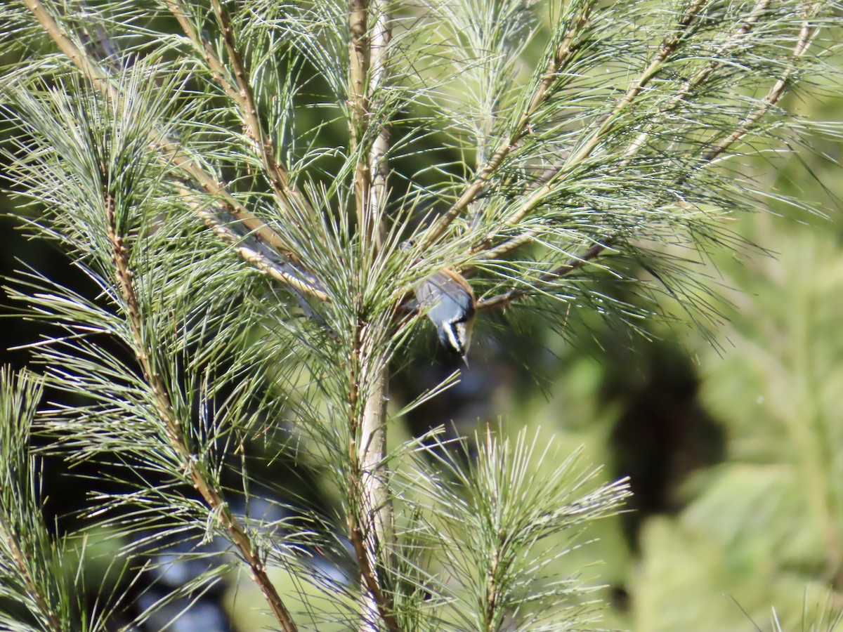 Red-breasted Nuthatch - ML647868402