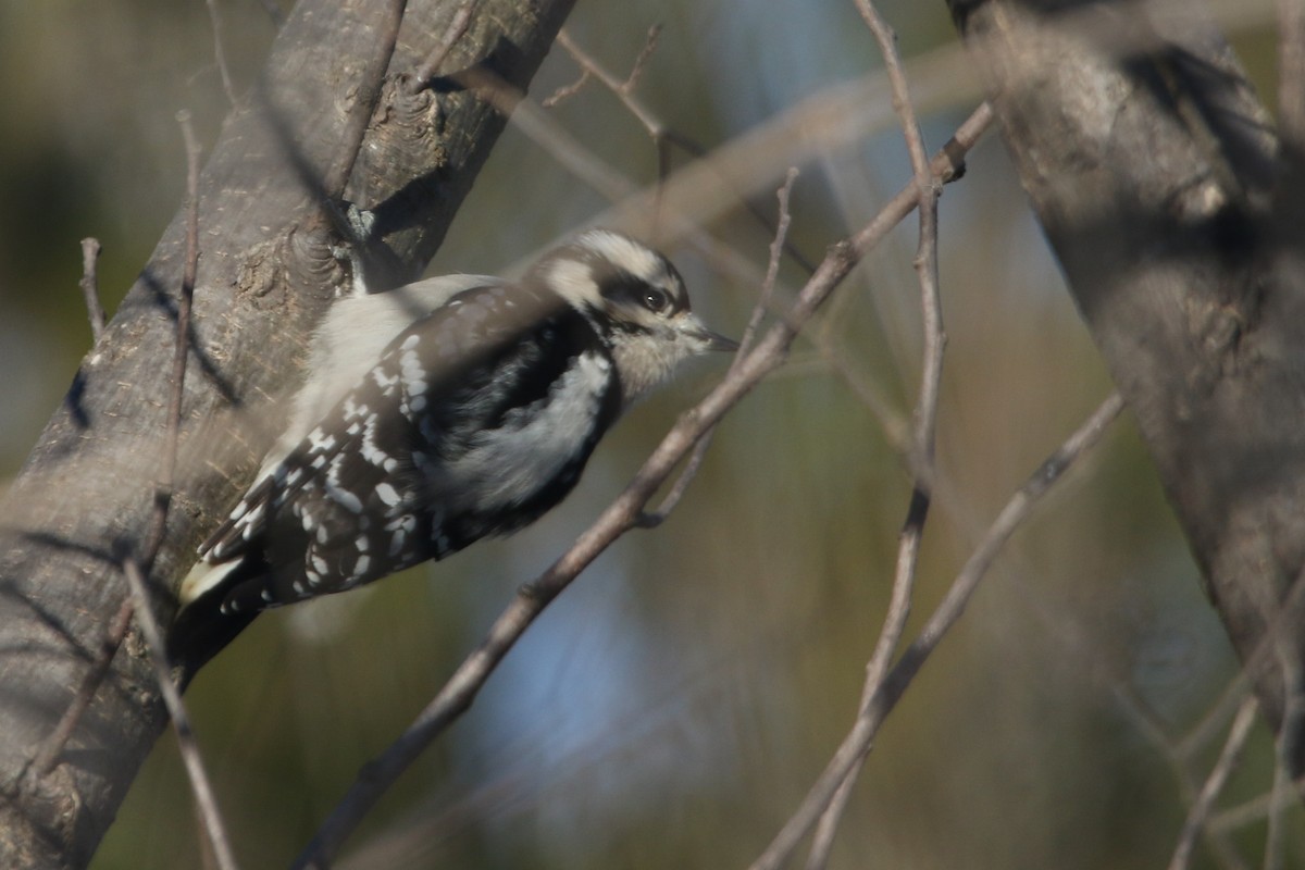 Downy Woodpecker - ML647868403