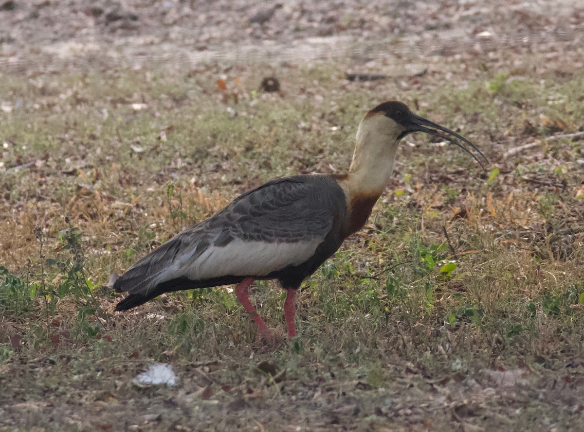 Buff-necked Ibis - ML647868404