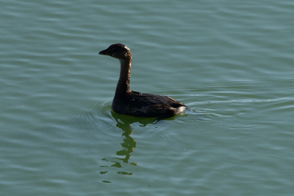 Pied-billed Grebe - ML647868405