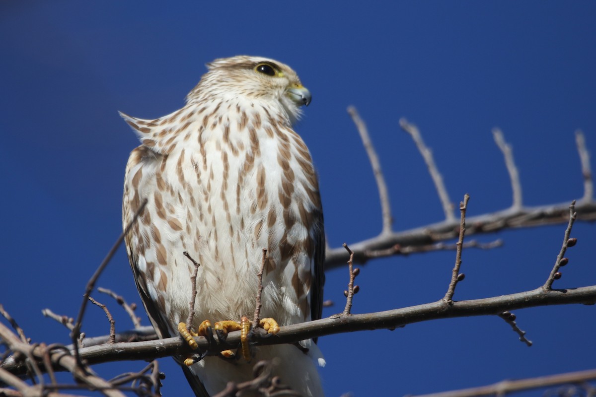 灰背隼(richardsonii) - ML647868407