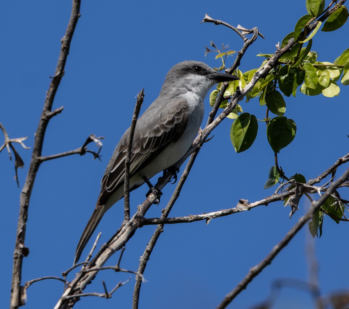 Gray Kingbird - ML647868408