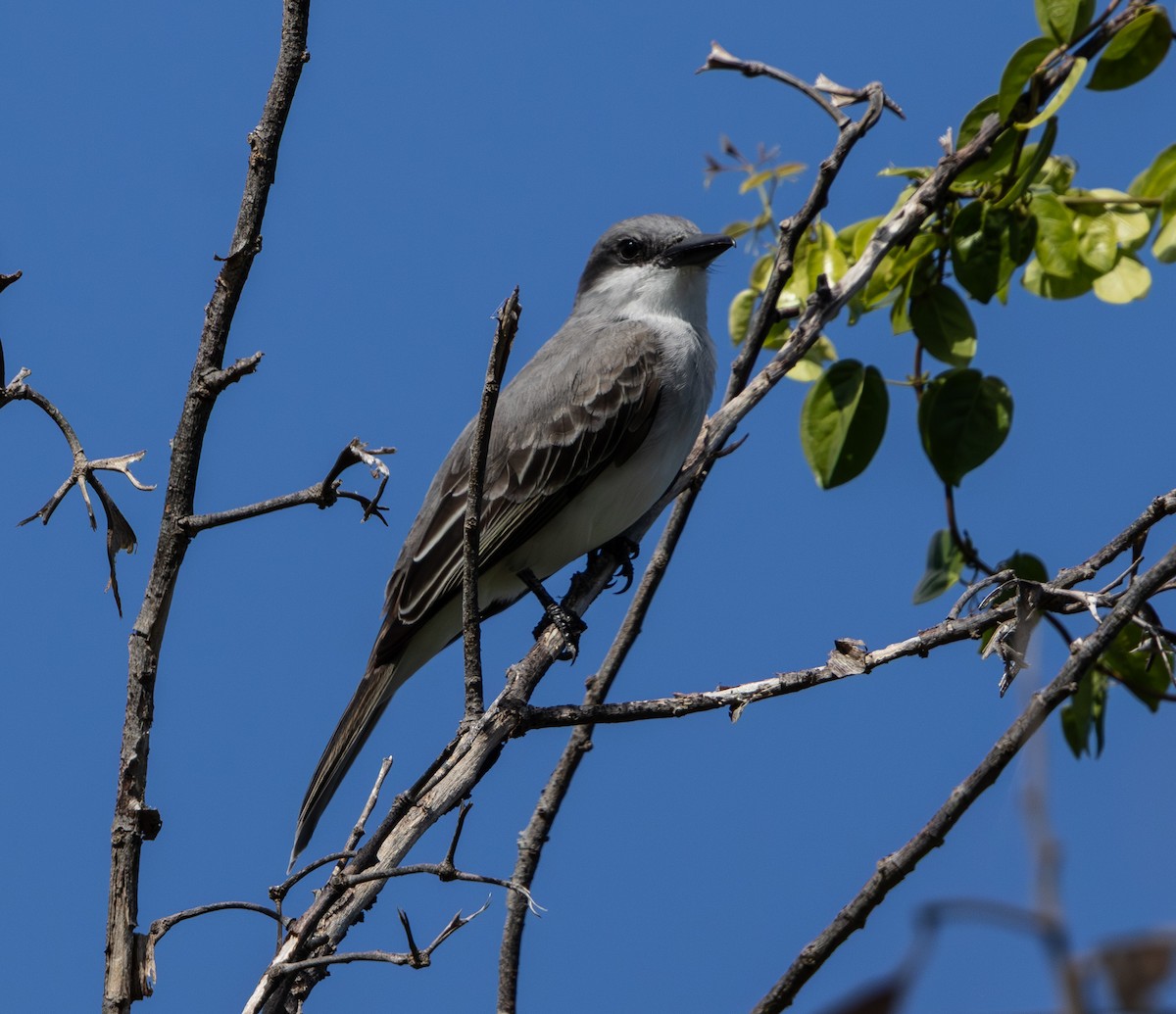 Gray Kingbird - ML647868409