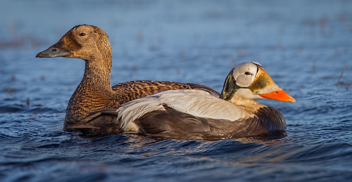 Spectacled Eider - Eric Gofreed