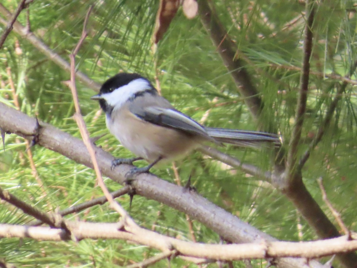 Black-capped Chickadee - ML647868410