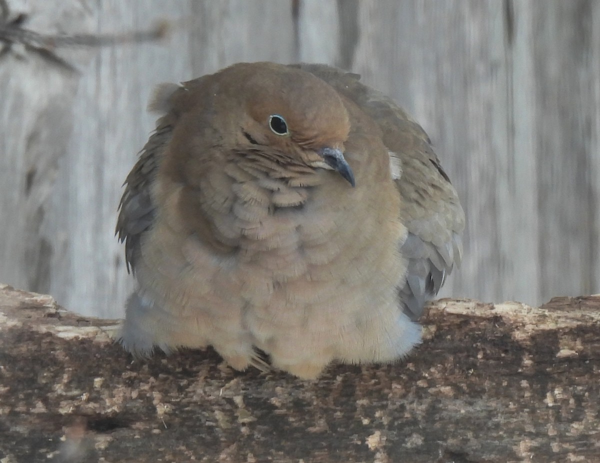 Mourning Dove - ML647868411