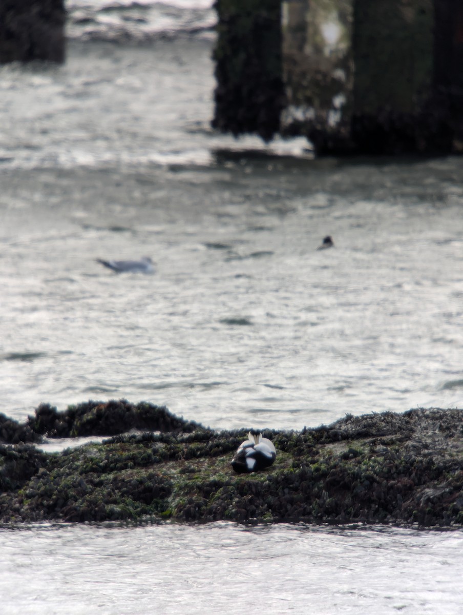 Common Eider - ML647868412