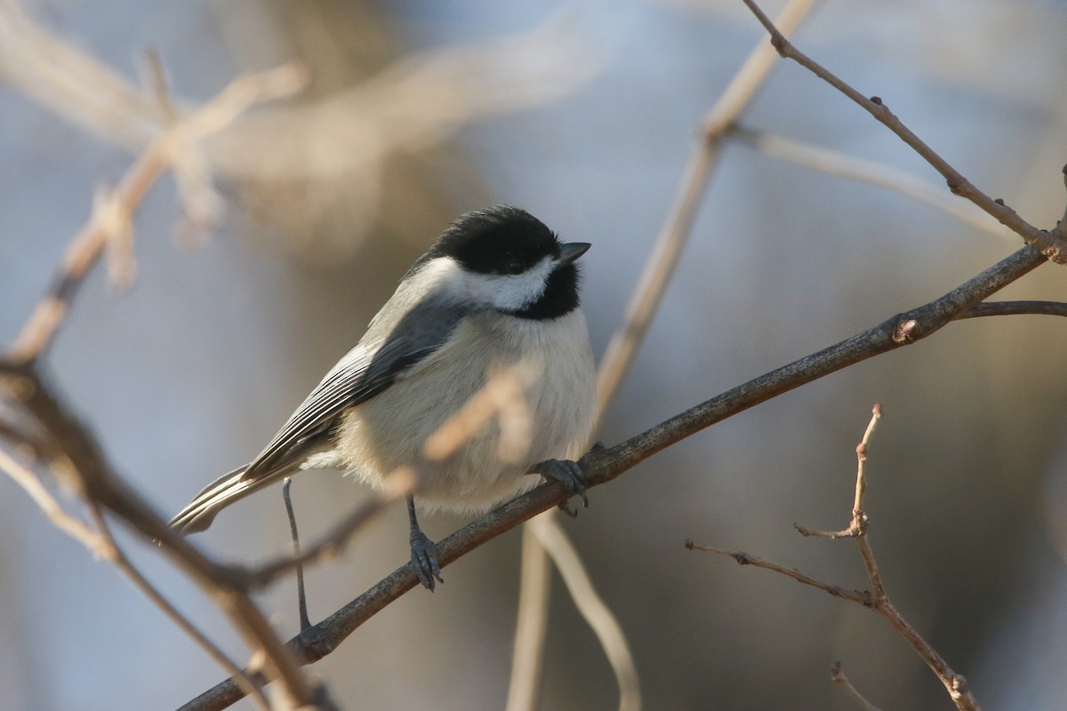 Carolina Chickadee - ML647868417