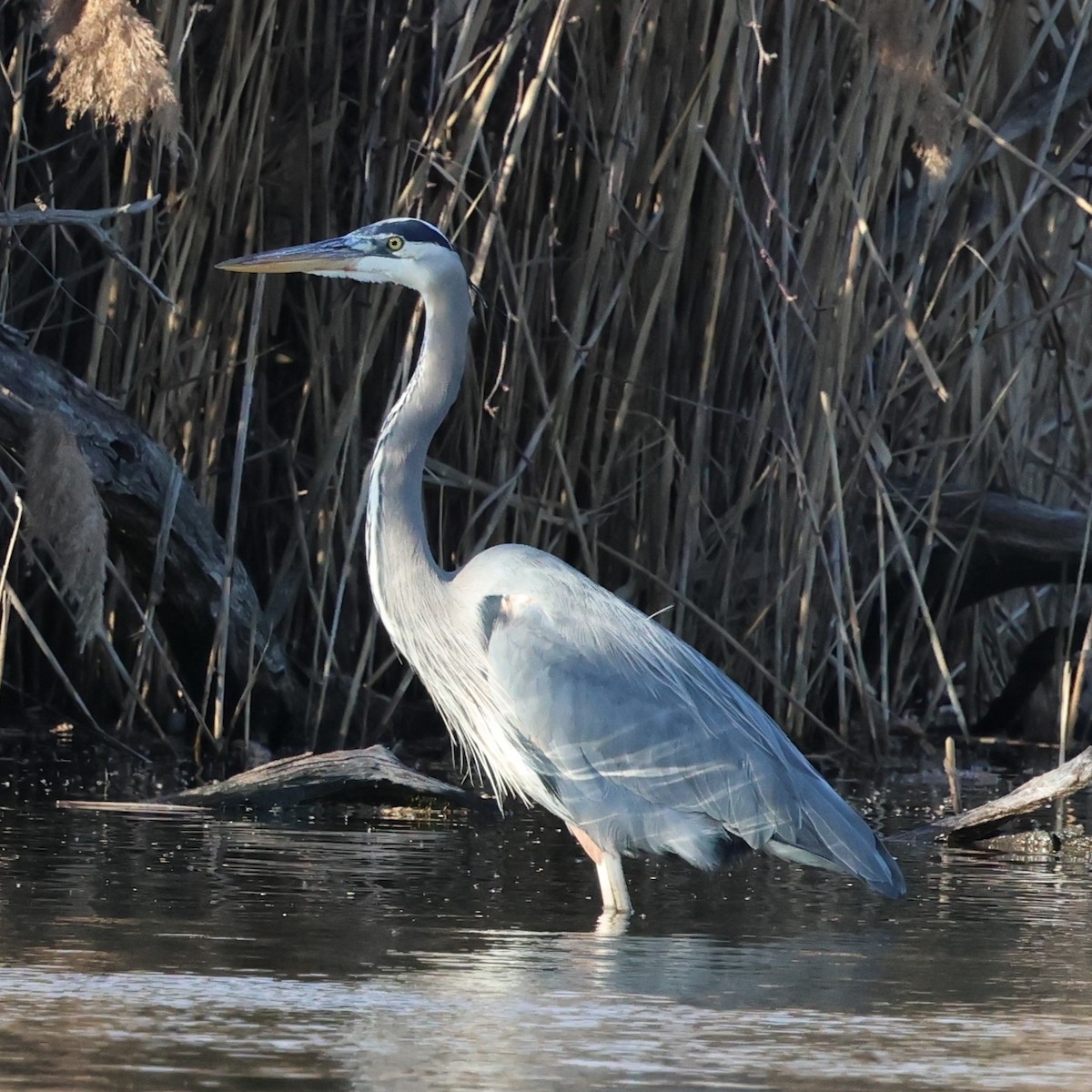 Great Blue Heron - ML647868419