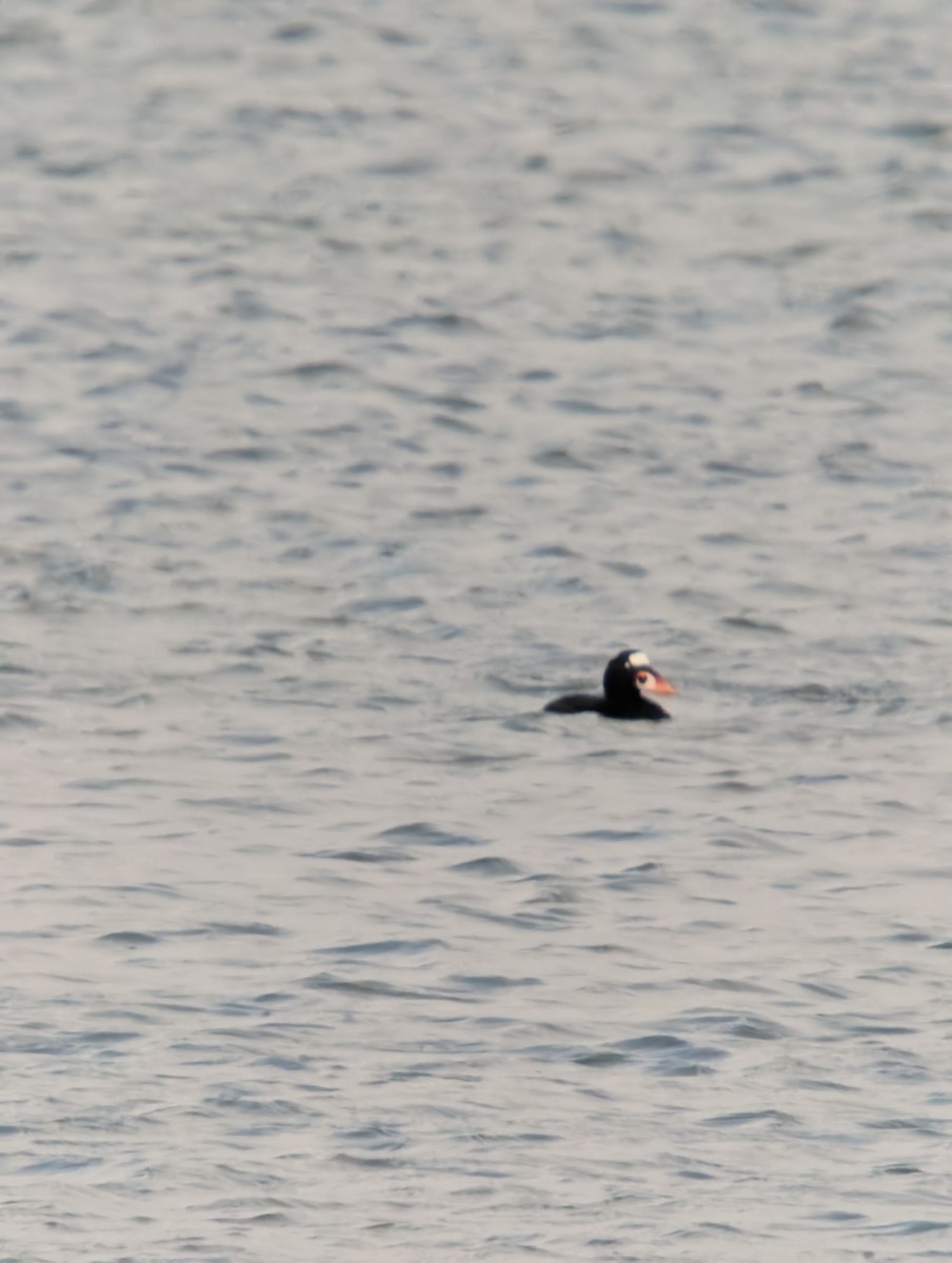 Surf Scoter - ML647868420