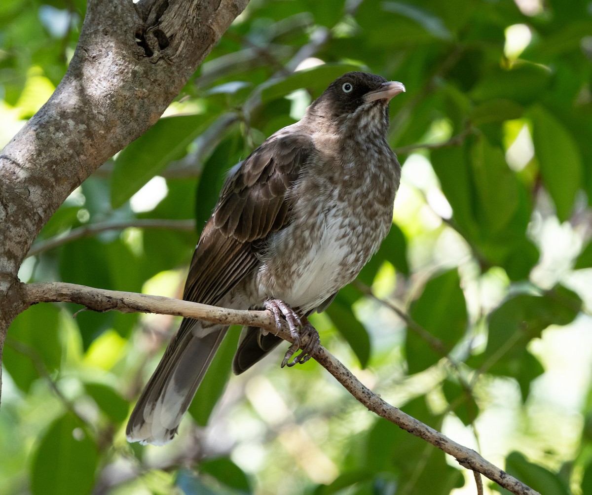Pearly-eyed Thrasher - ML647868421