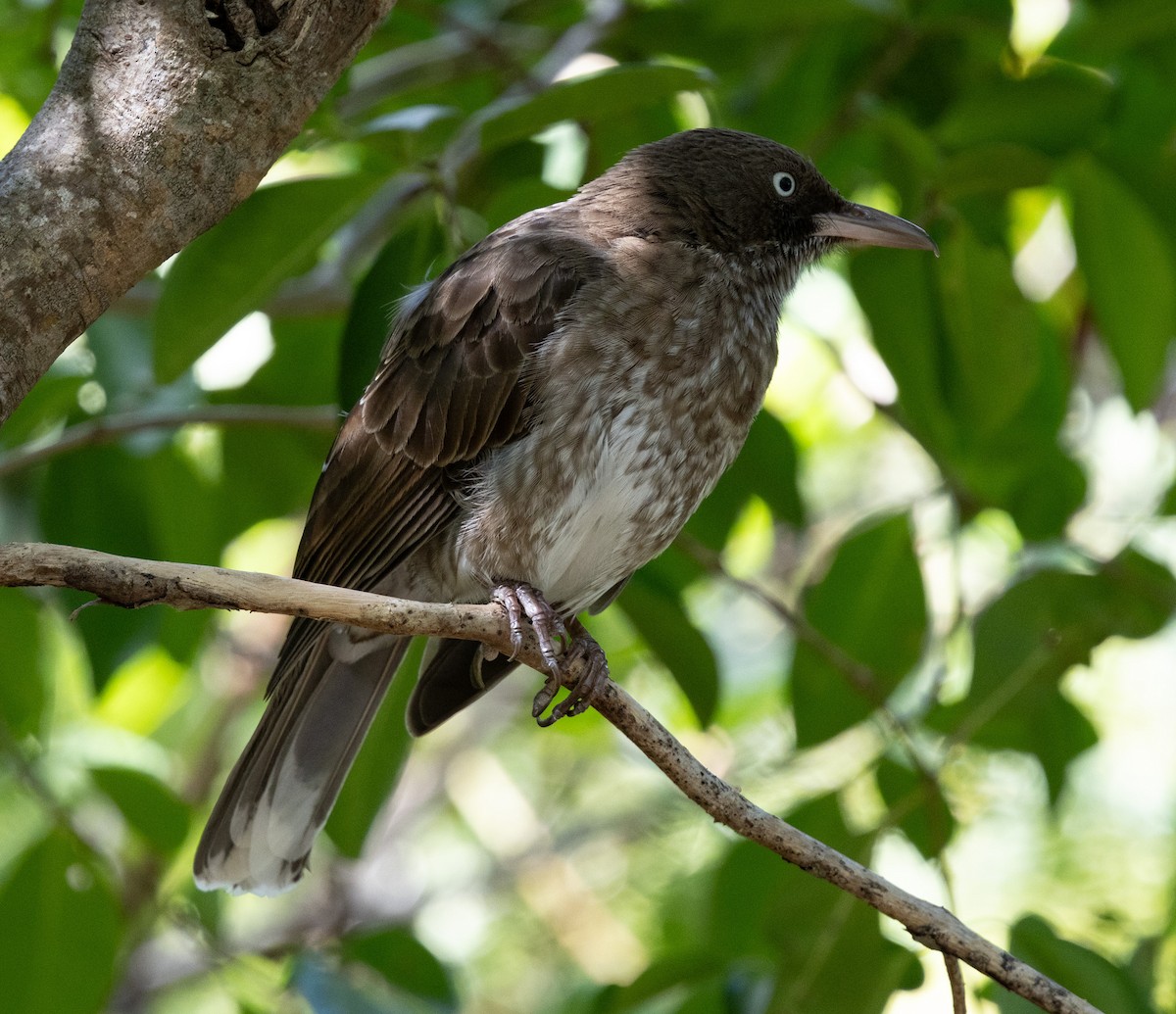 Pearly-eyed Thrasher - ML647868422