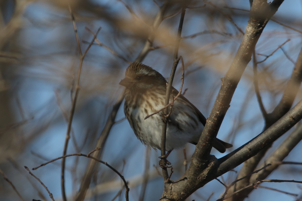 purpurfink - ML647868449