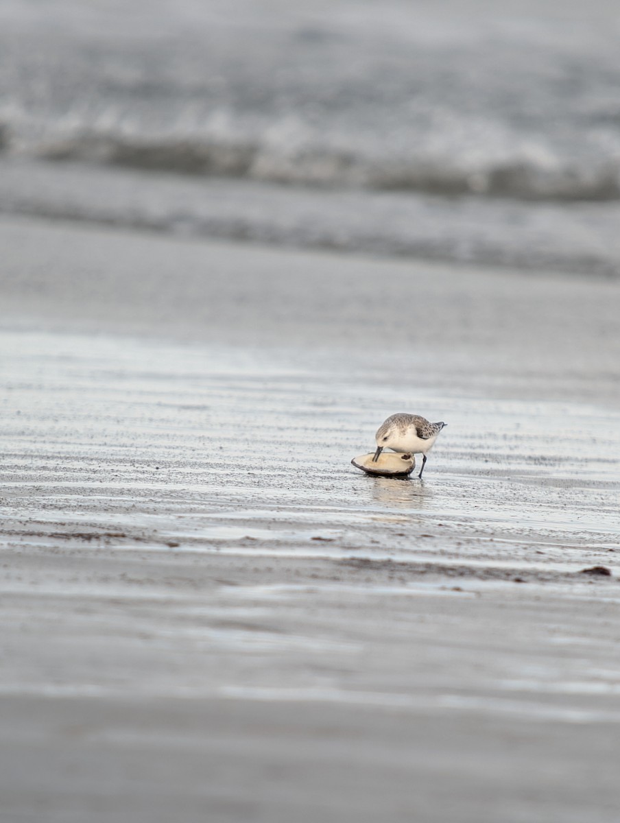 Песчанка - ML647868459