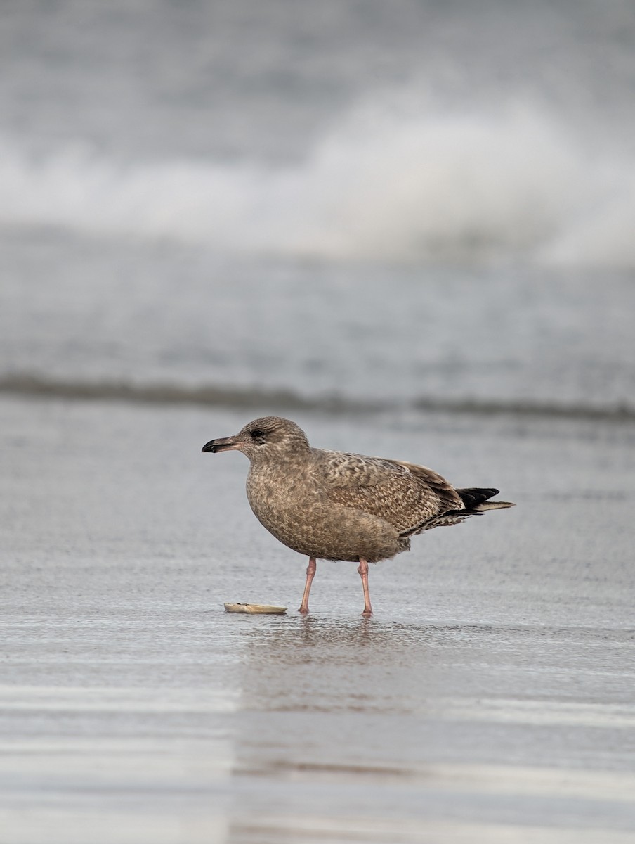 American Herring Gull - ML647868472