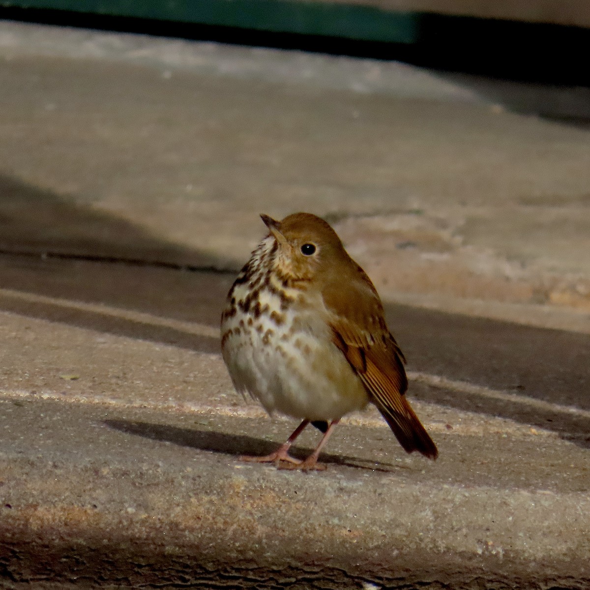 Einsiedler-Musendrossel - ML647868574