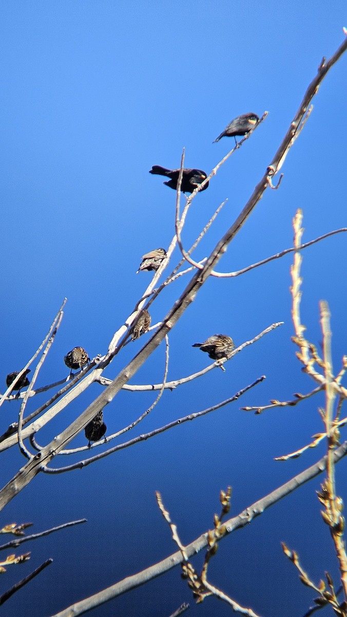 Red-winged Blackbird - ML647868576