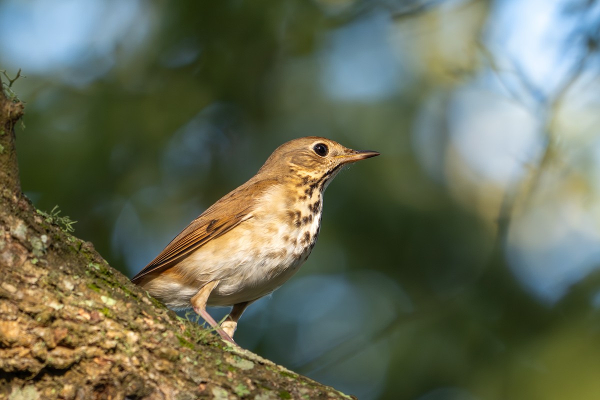 Einsiedler-Musendrossel - ML647868601