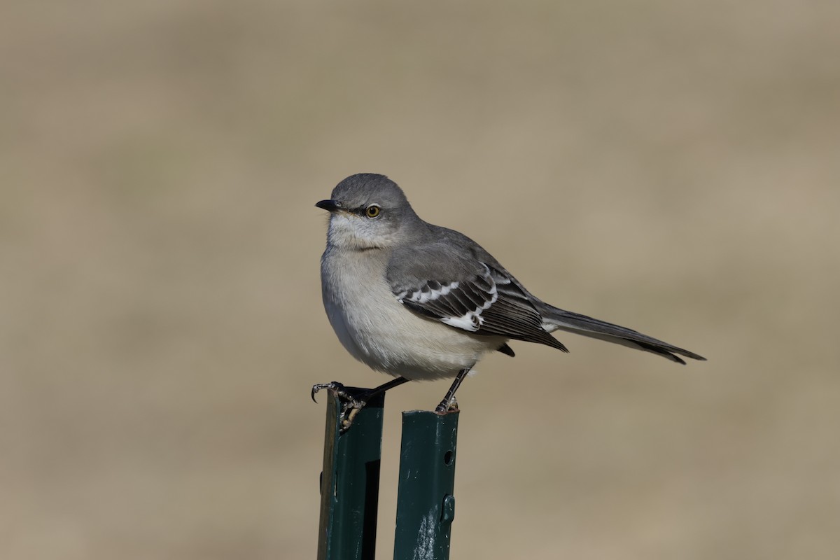 Northern Mockingbird - ML647868602