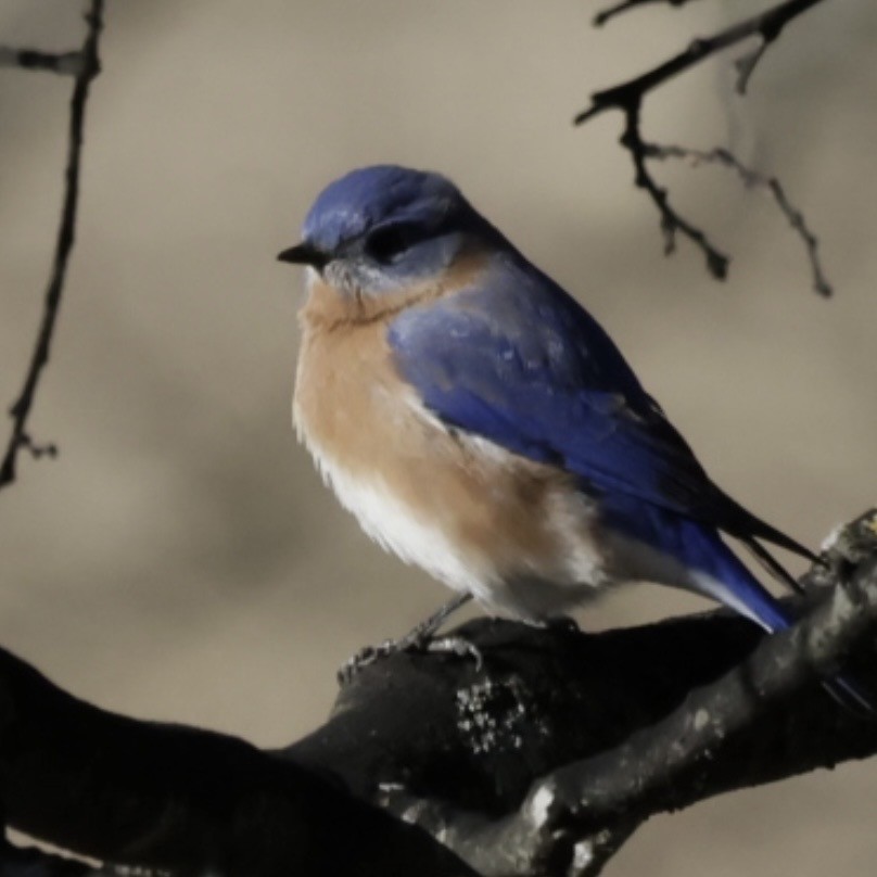 Eastern Bluebird - ML647868608
