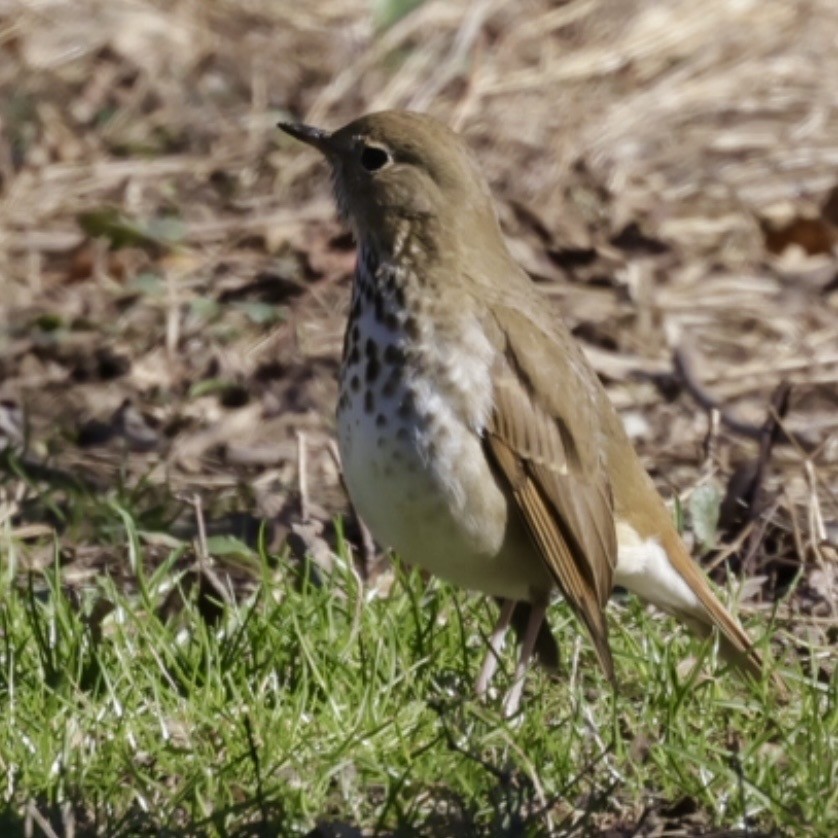 Einsiedler-Musendrossel - ML647868612