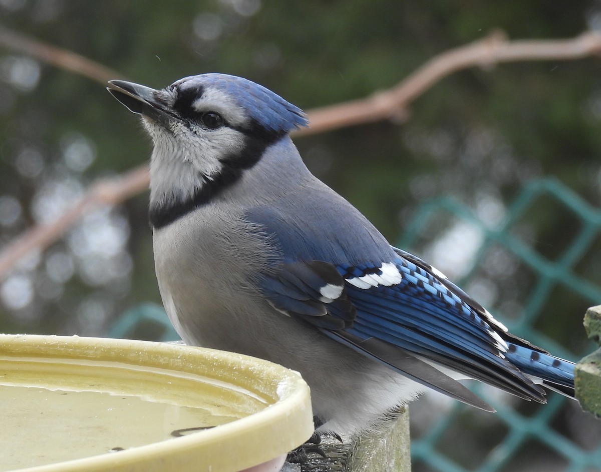 Blue Jay - ML647868633