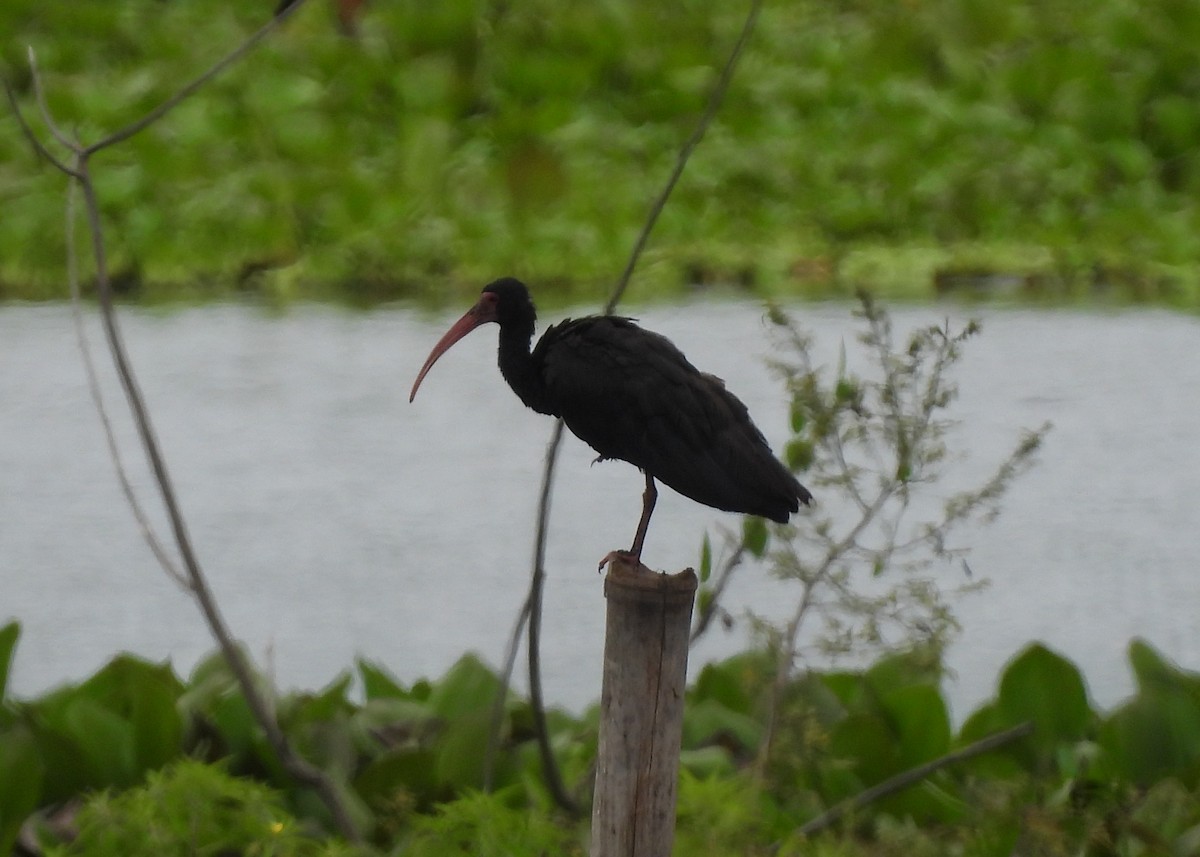Ibis Afeitado - ML647868642