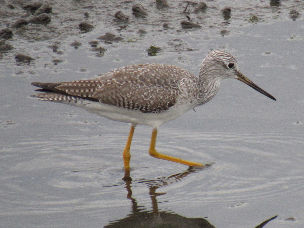 Greater Yellowlegs - ML647868689