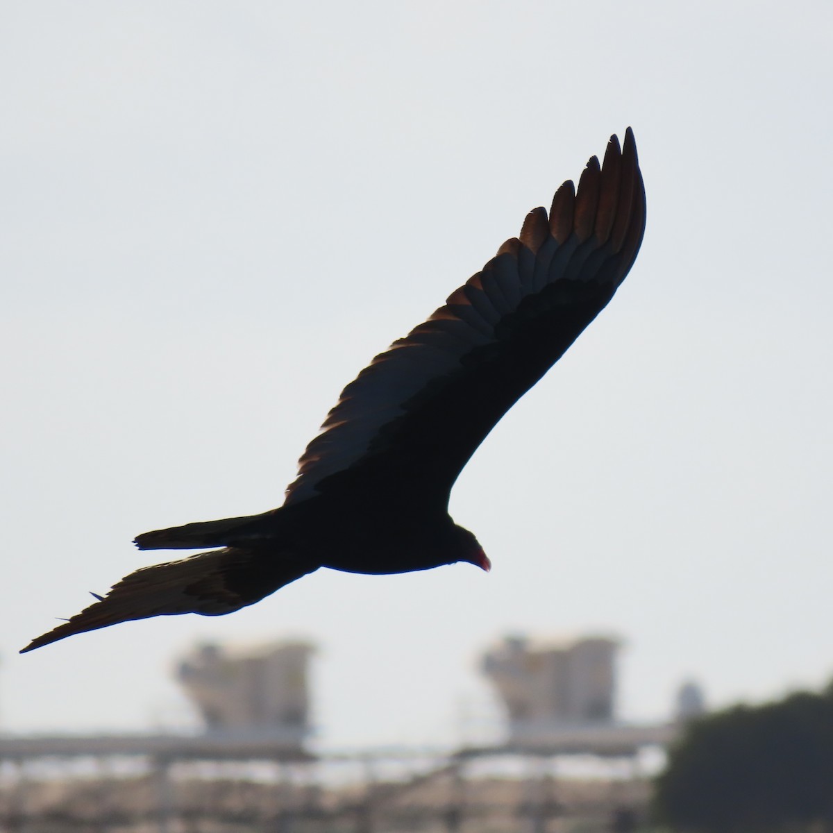 Turkey Vulture - ML647868699