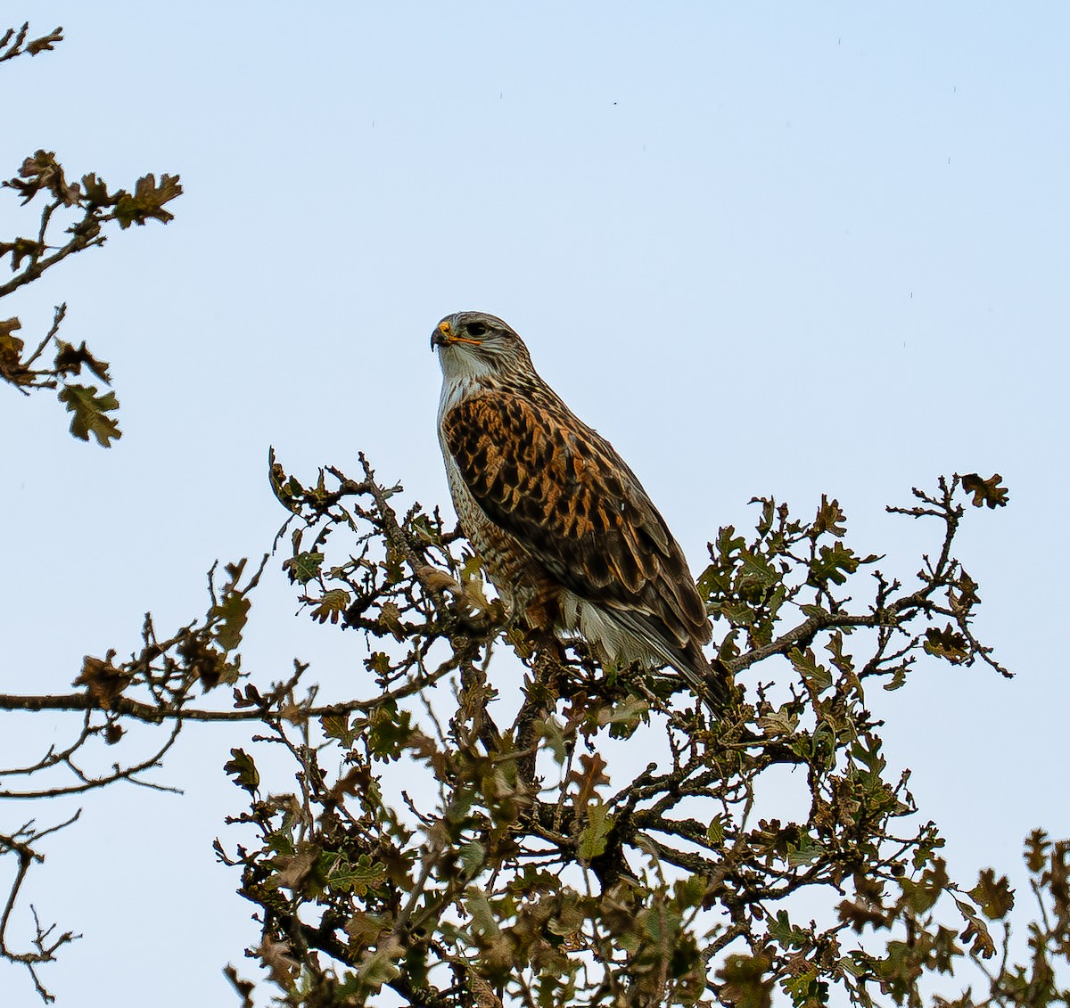 kongevåk - ML647868700