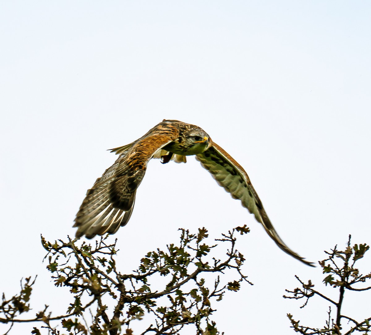 kongevåk - ML647868701