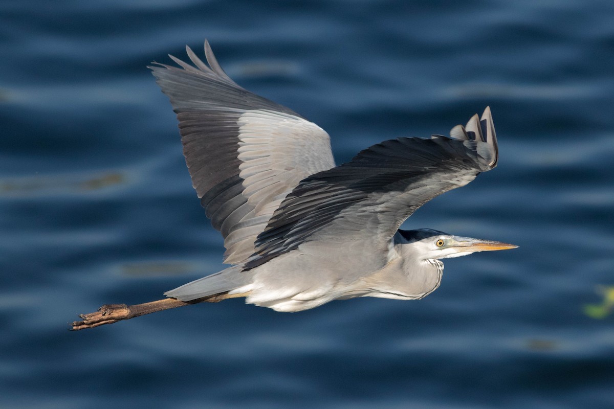 Gray Heron - ML647868744