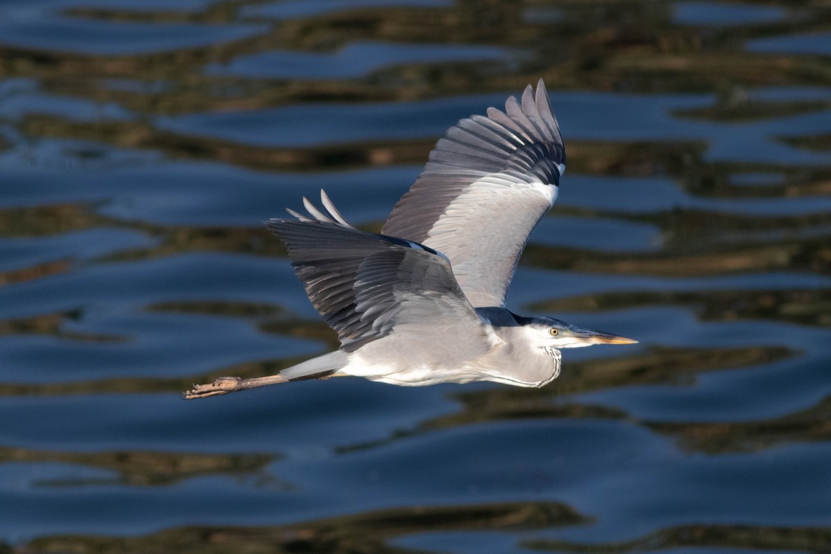 Gray Heron - ML647868745