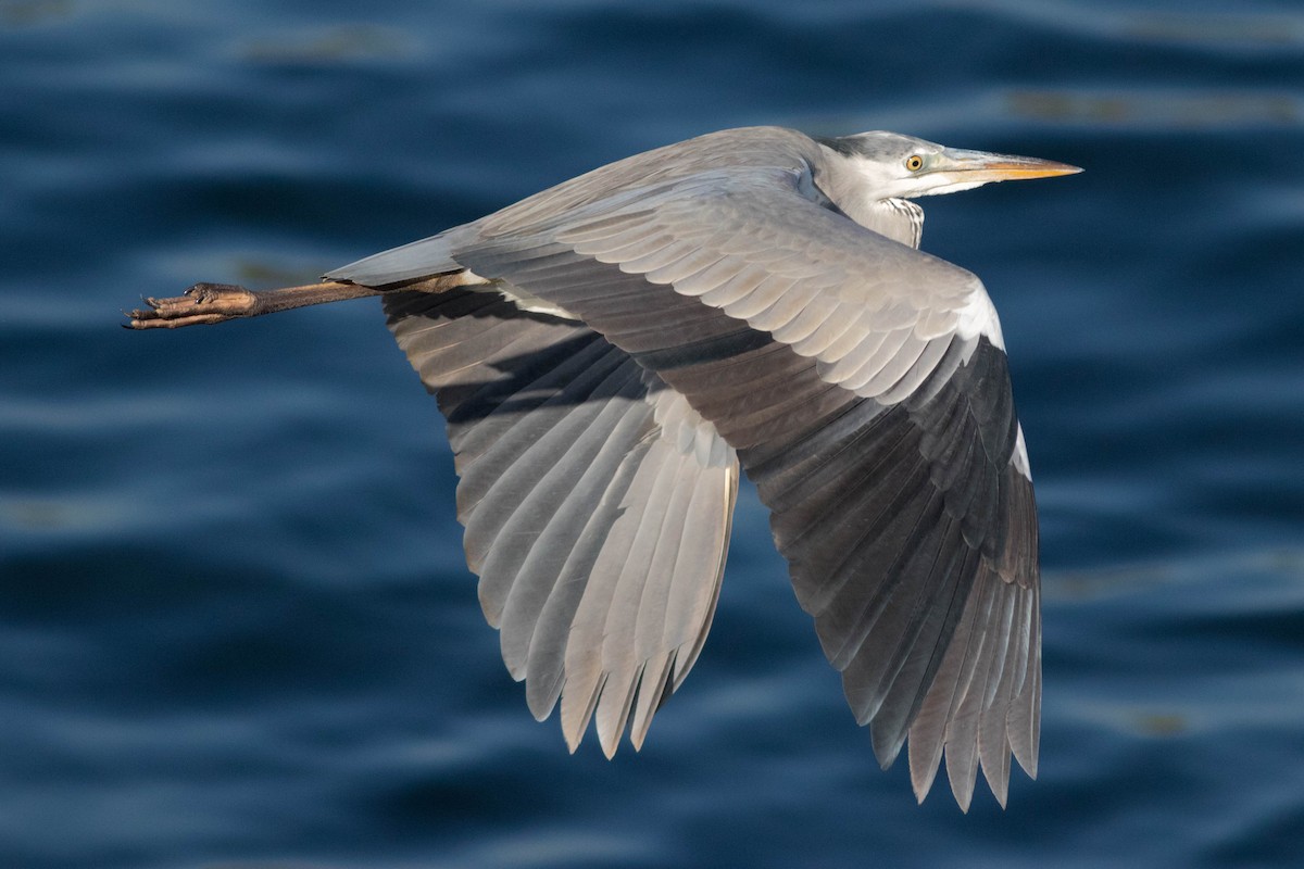 Gray Heron - ML647868746