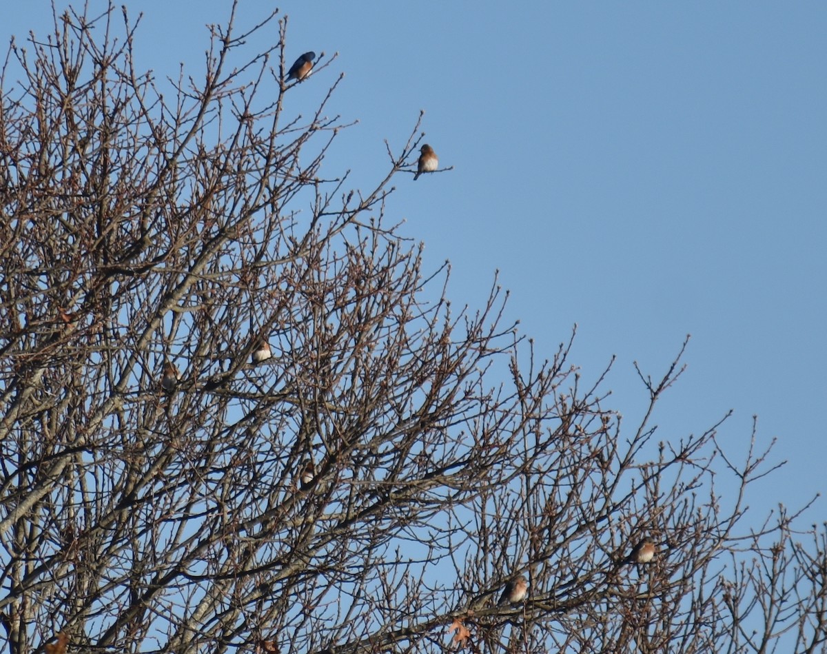 Eastern Bluebird - ML647868764