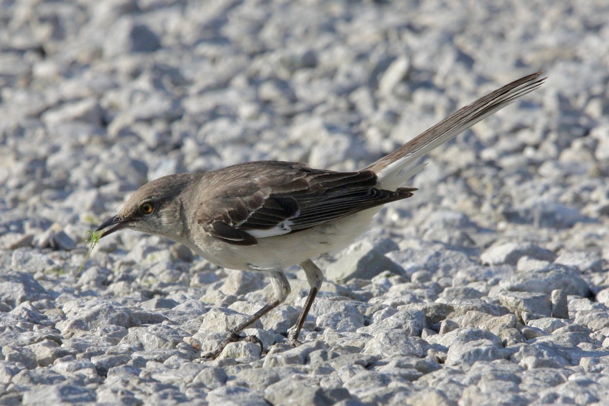 Northern Mockingbird - ML647868768