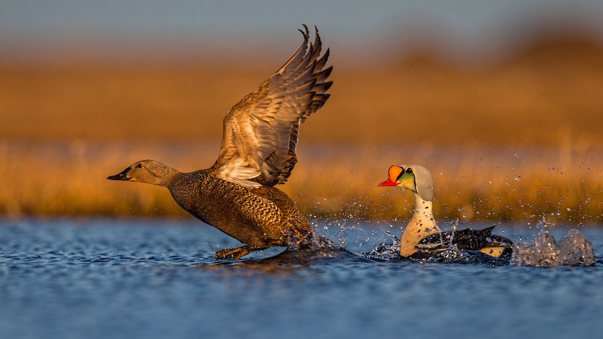 King Eider - ML64786881