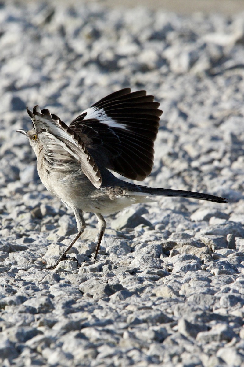 Northern Mockingbird - ML647868815