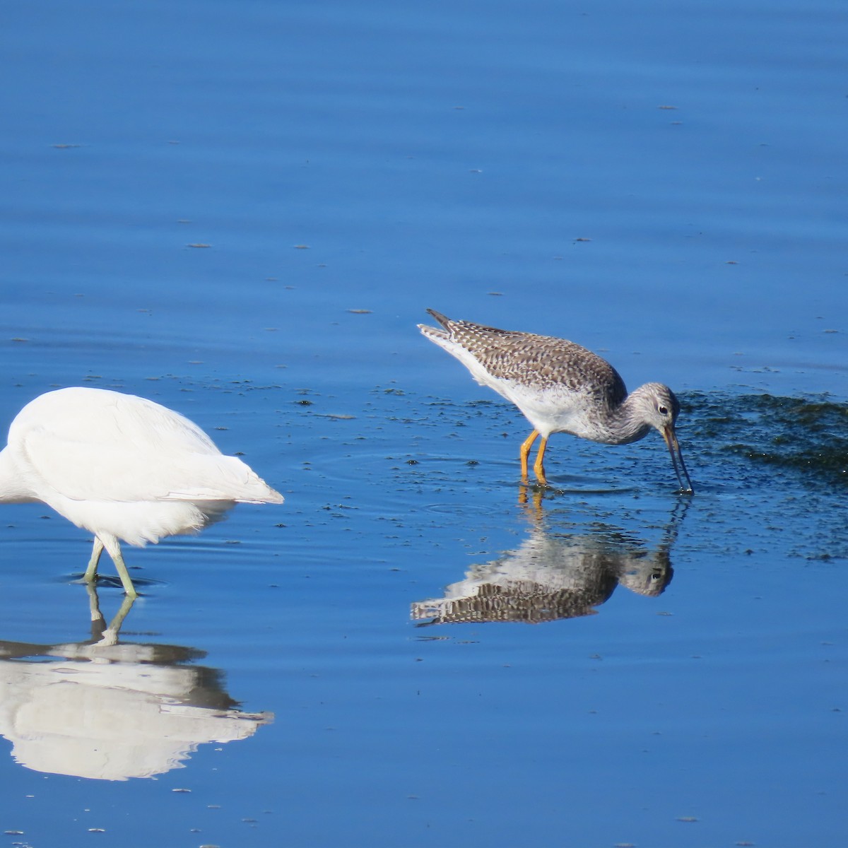 Greater Yellowlegs - ML647868842