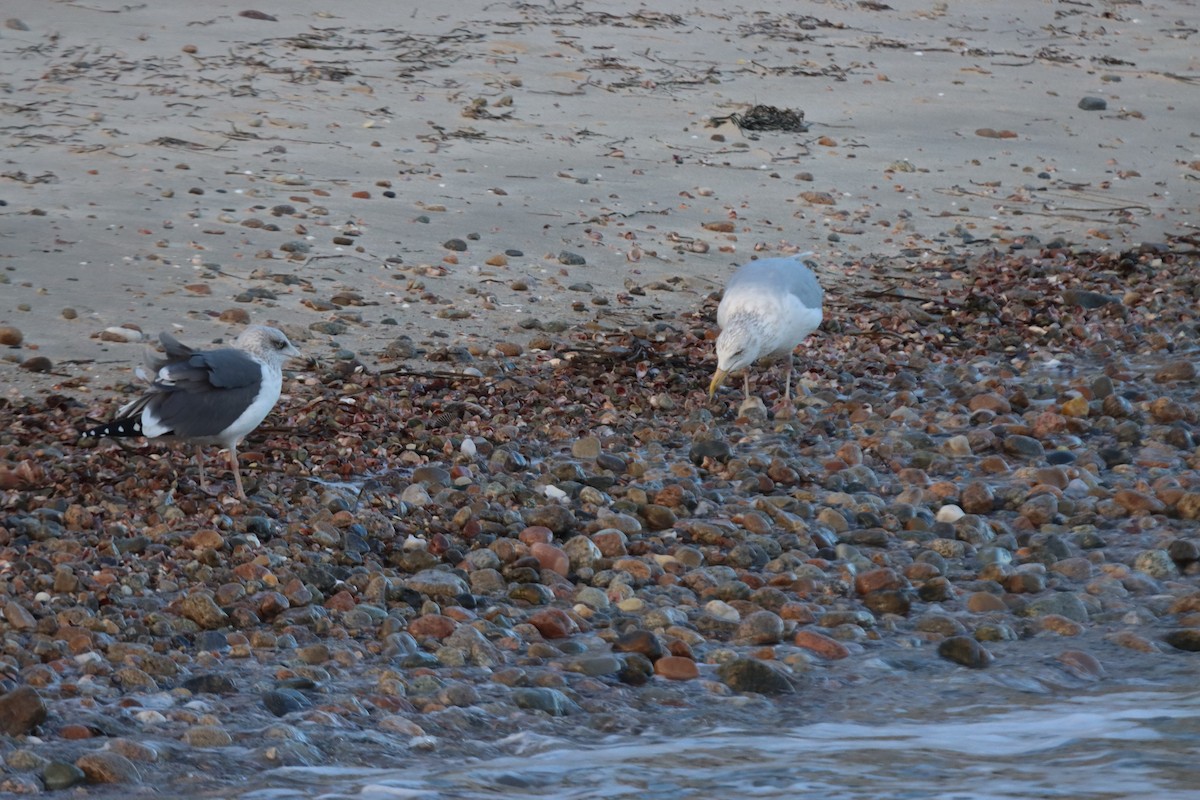 Lesser Black-backed Gull - ML647868855