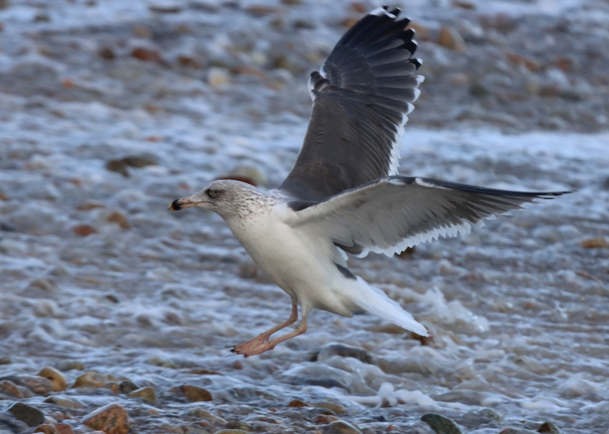 Lesser Black-backed Gull - ML647868899