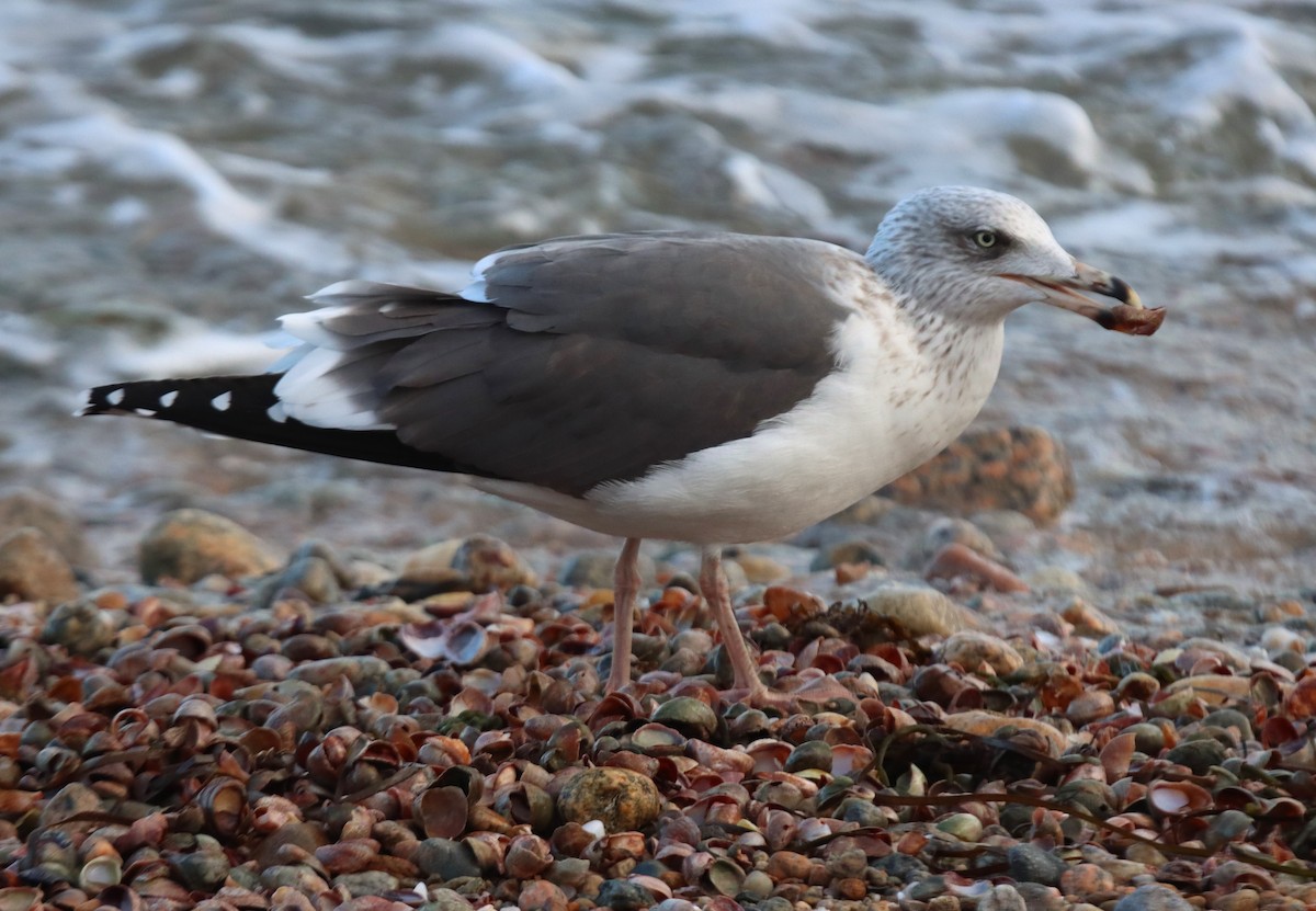 Lesser Black-backed Gull - ML647868901