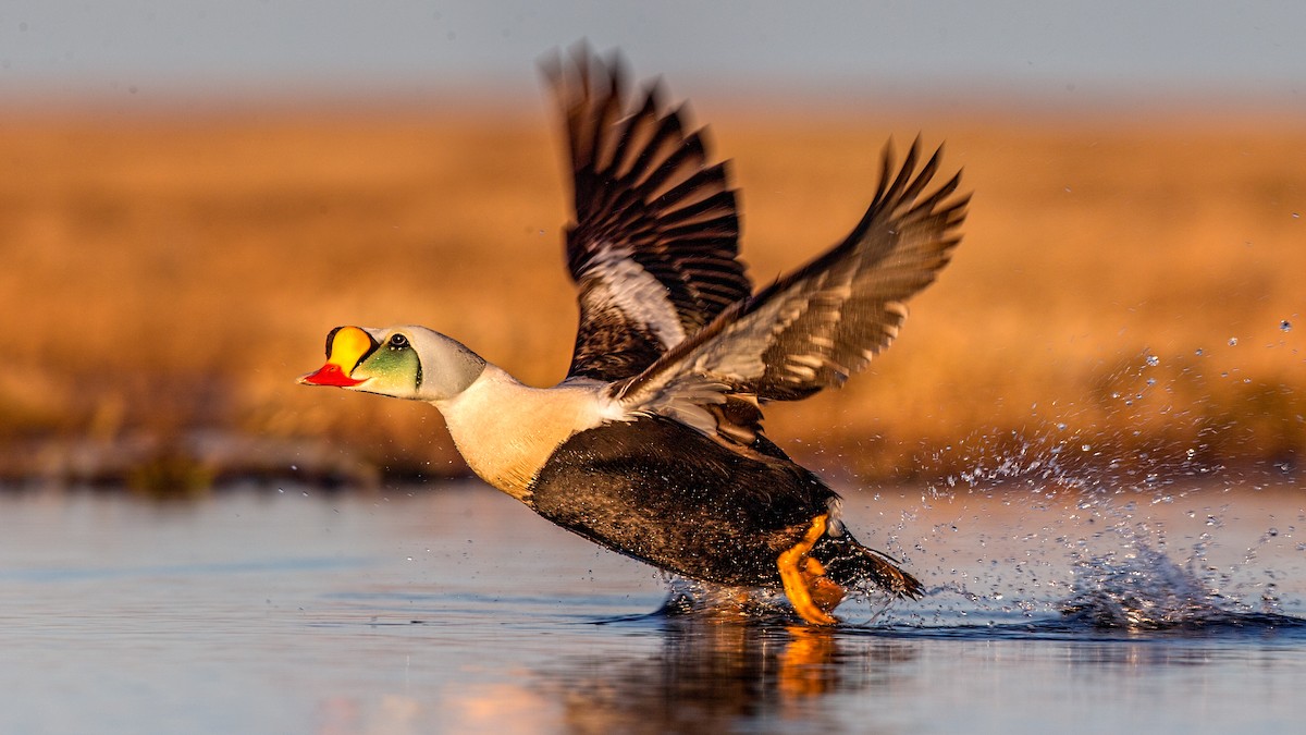 King Eider - ML64786891