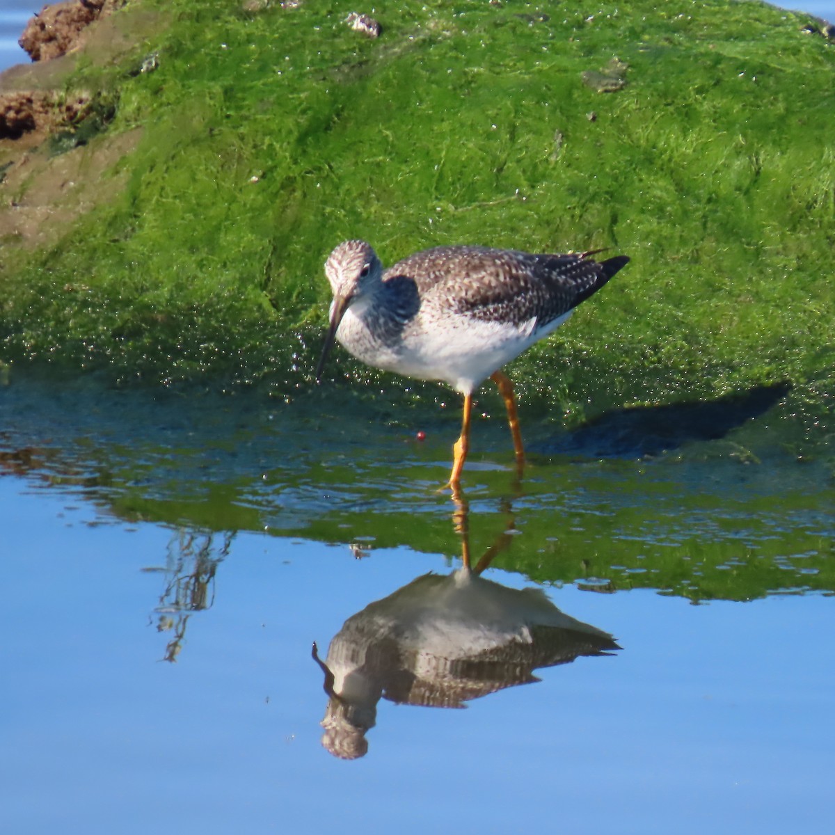 Greater Yellowlegs - ML647868950