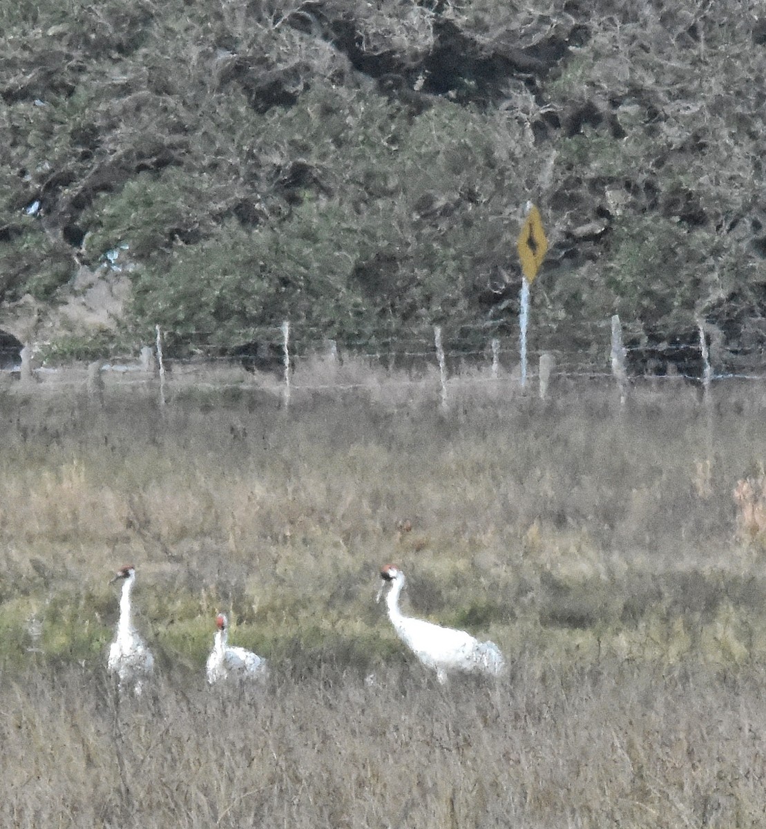 jeřáb americký - ML647868997