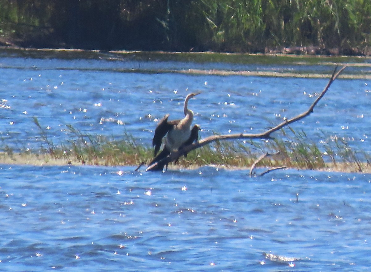 Avustralya Yılanboyunu - ML647869008