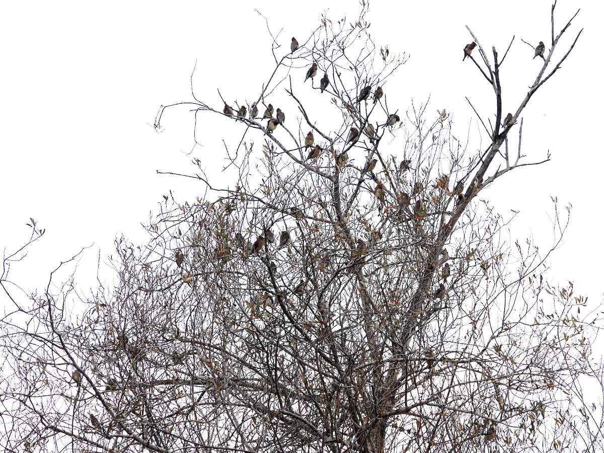 Cedar Waxwing - ML647869009