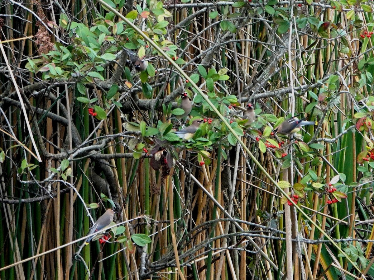 Cedar Waxwing - ML647869010